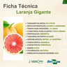 laranja gigante 1