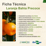 laranja bahia precoce 1