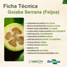 goiaba serrana 1