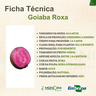 goiaba roxa 1