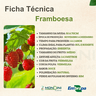 framboesa