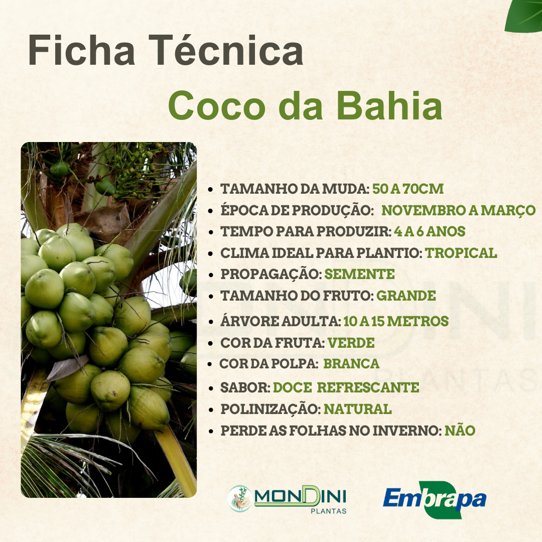 Muda de Coqueiro da Bahia Anao