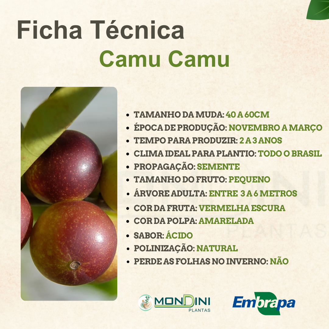 Muda de Camu Camu