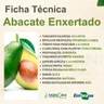 abacate enxertado