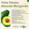 abacate margarida