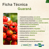 guarana 4