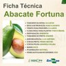 abacate fortuna