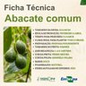 abacate comum