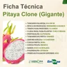pitaya clone gigante 1