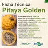 pitaya golden