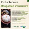 mangostao verdadeiro