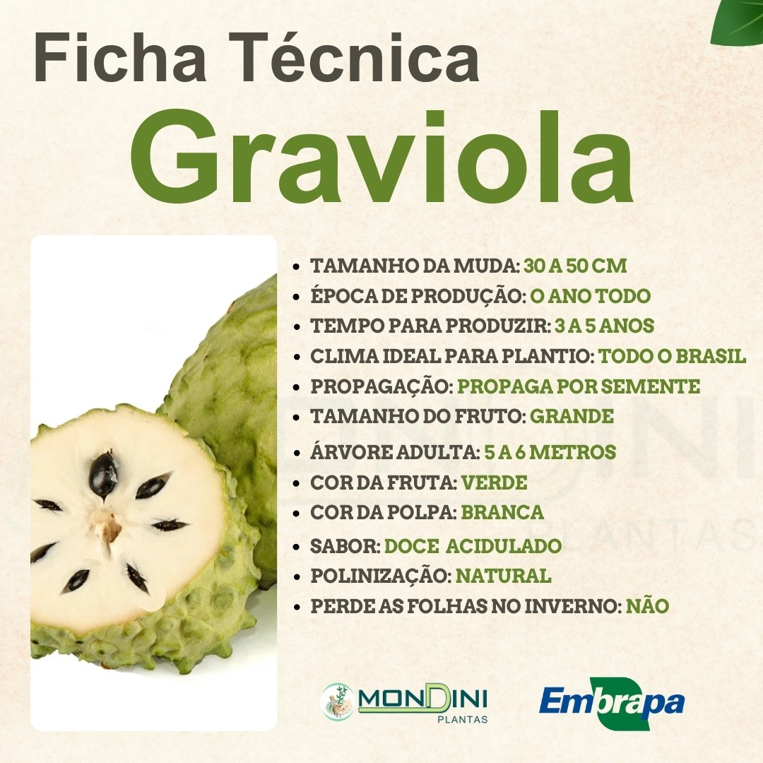 Muda de Graviola