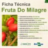 fruta do milagre