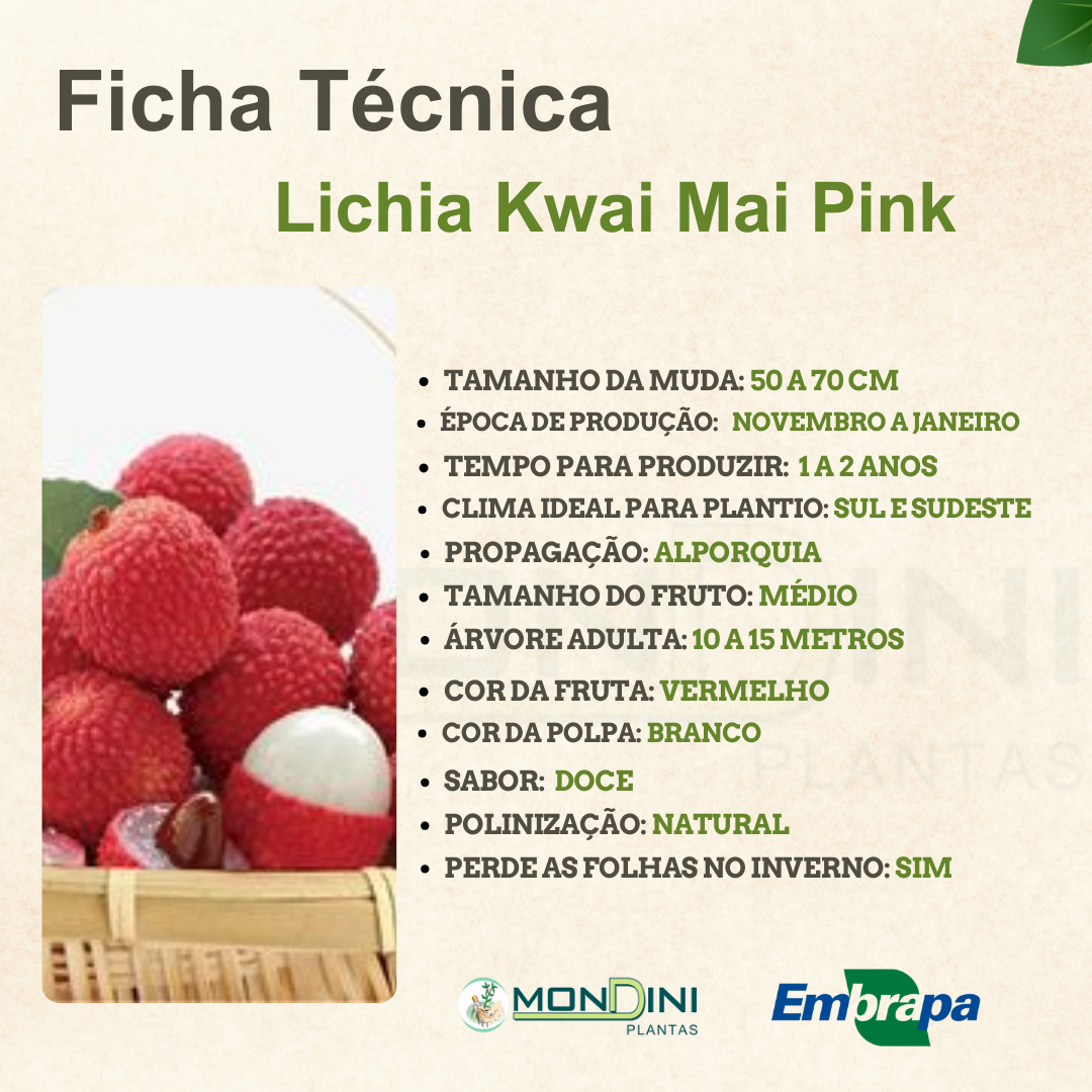 Muda de Lichia Kwai Mai Pink