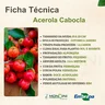 acerola cabocla