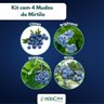Kit 4 Mirtilos Mondini Plantas