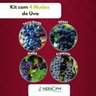 Kit 4 mudas de uva Mondini Plantas Kit 4 mudas de uva Mondini Plantas