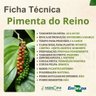 pimenta