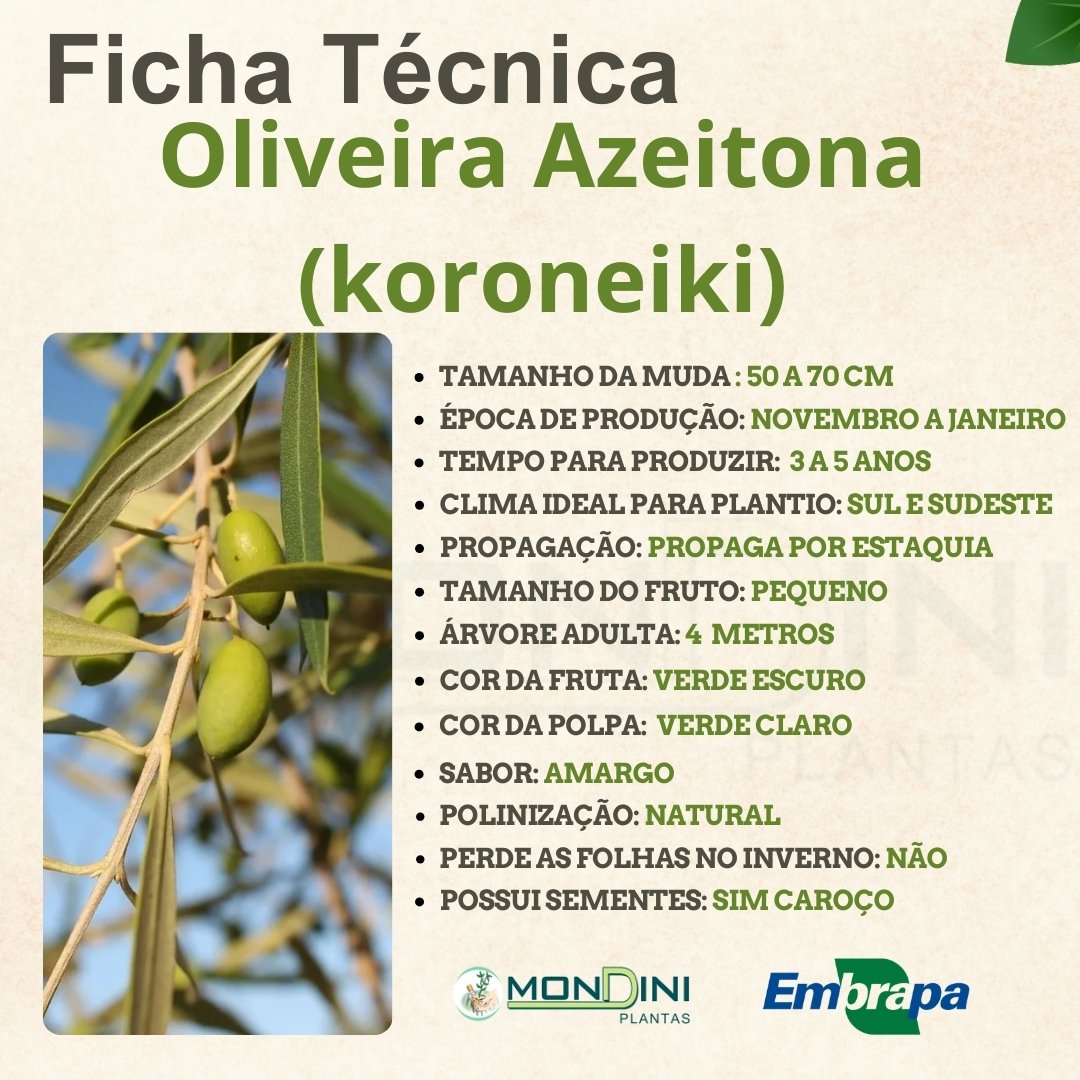 Kit Beleza Natural