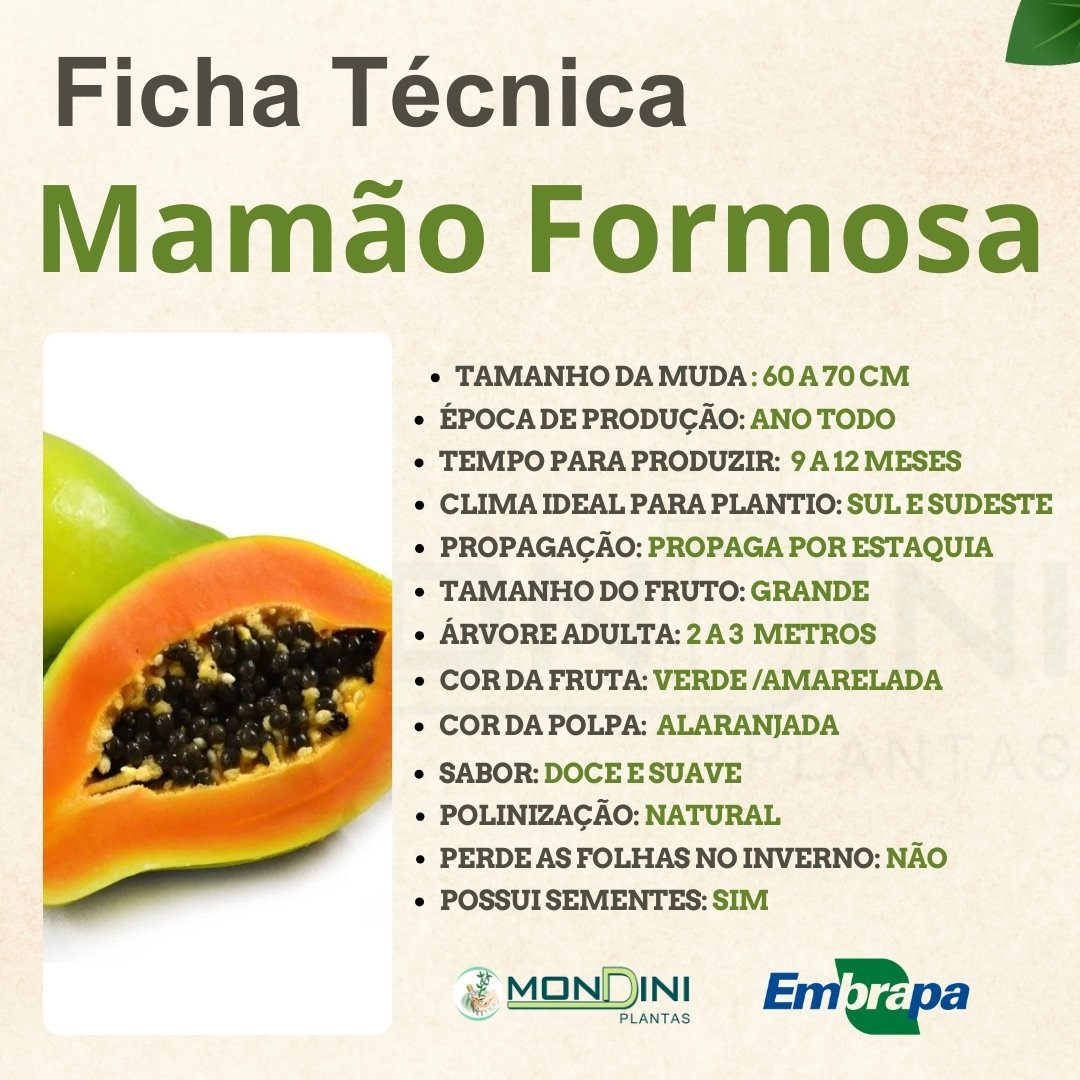 Muda de Mamão Formosa