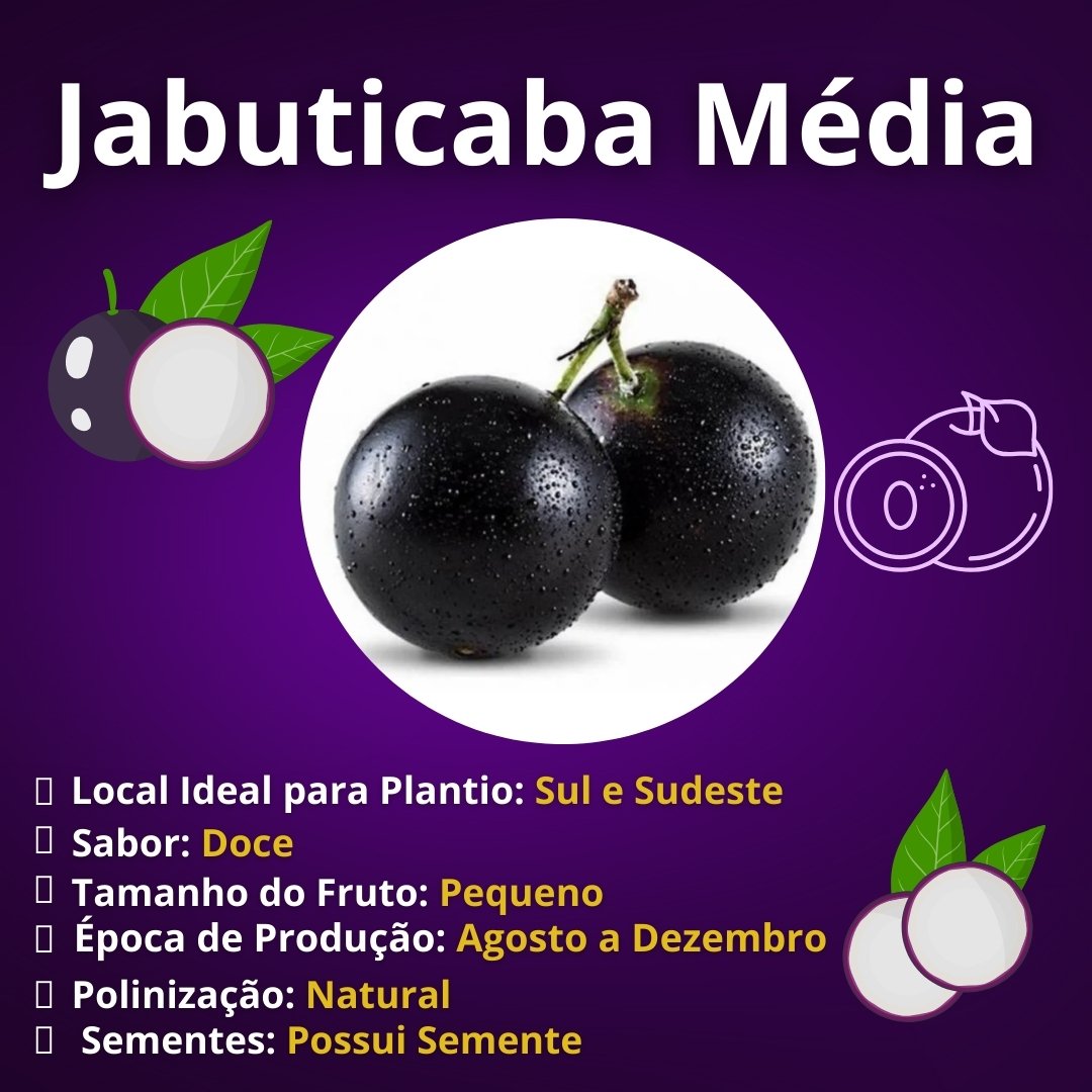 Muda de Jabuticaba Média