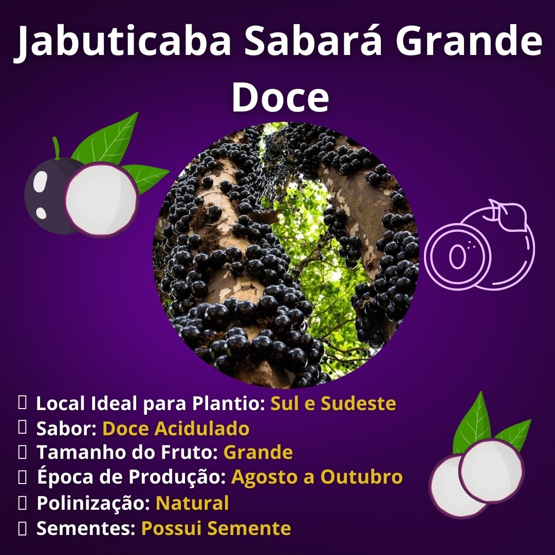 Muda de Jabuticaba Sabará Grande Doce