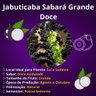 jabuticaba sabara grande doce