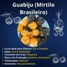 guabiju mirtilo brasileiro
