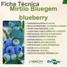 bluegem ficha