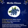 Muda de Mirtilo Climax Mondini Plantas Muda de Mirtilo Climax Mondini Plantas
