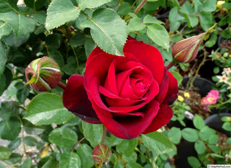 Muda de Roseira Samourai