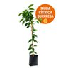 Muda de Cítrica Surpresa Muda de Cítrica Surpresa