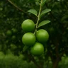 Pé de Limão Taiti Enxertado Pé de Limão Taiti Enxertado