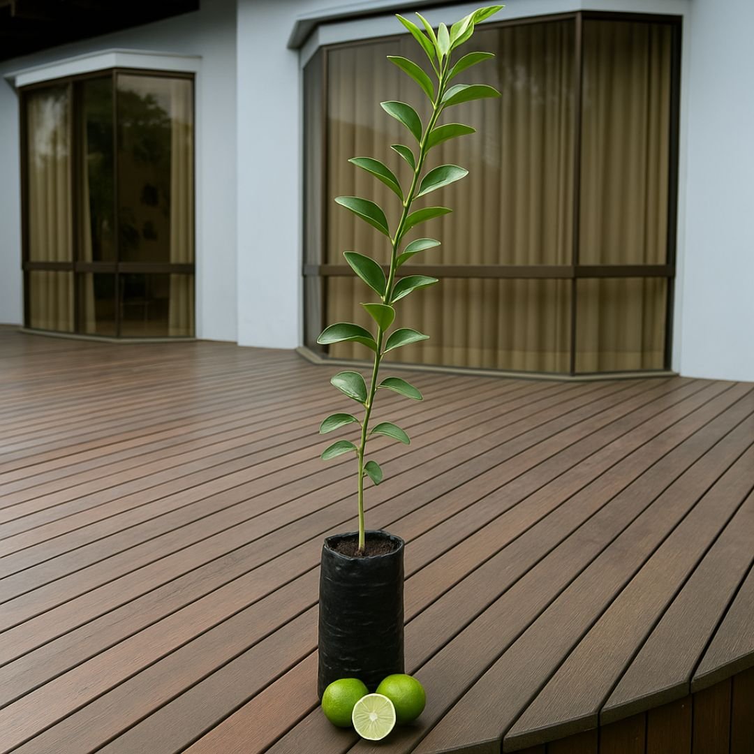 Muda de Limao Tahiti Enxertada