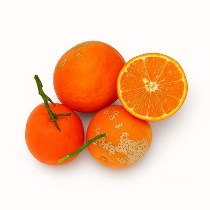 Planta de Limão Cravo Enxertada