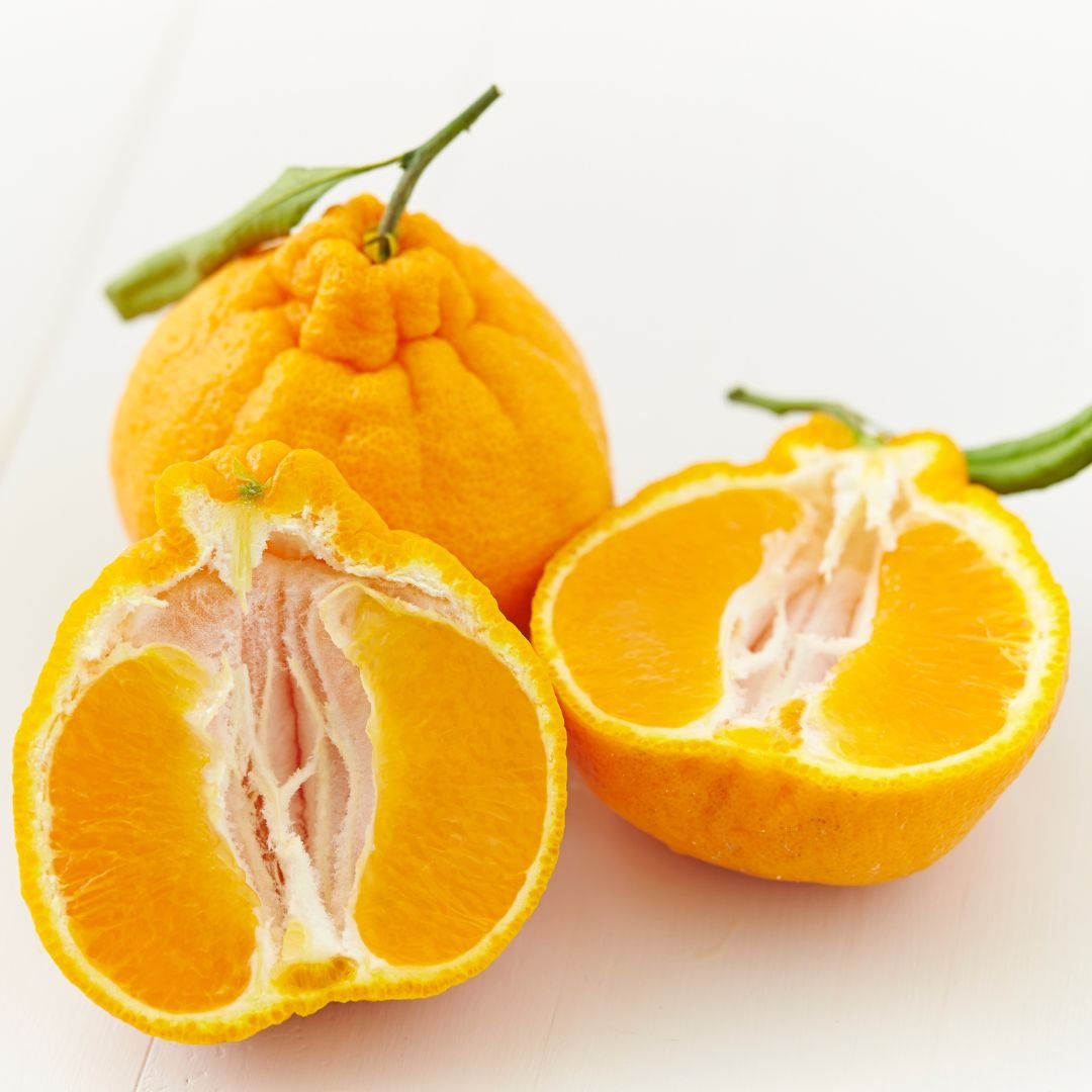 Fruto gigante de dekopon pronto para colheita tangerina dekopon com polpa doce e sem sementes