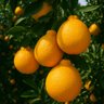 Planta de Tangerina Dekopon