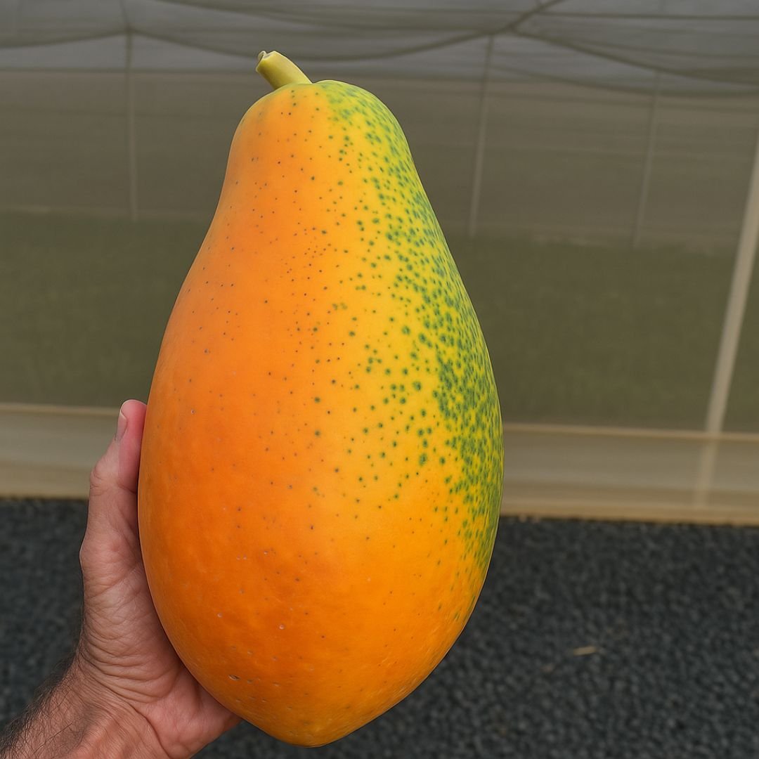 p&eacute; de mam&atilde;o formosa com frutos grandes