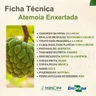 Ficha Técnica Atemoia Enxertada