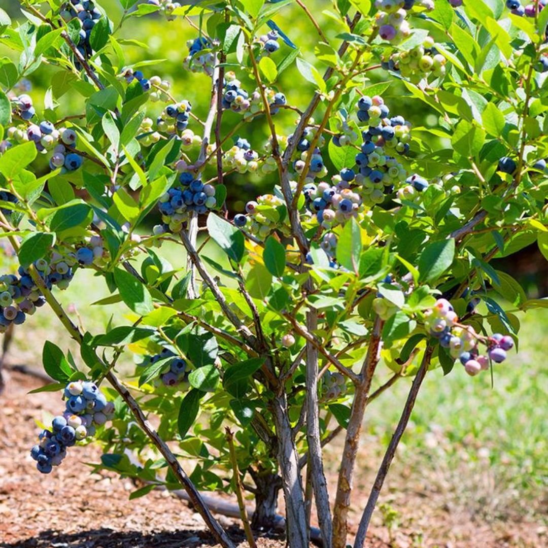 pé de mirtilo Emerald com frutas grandes