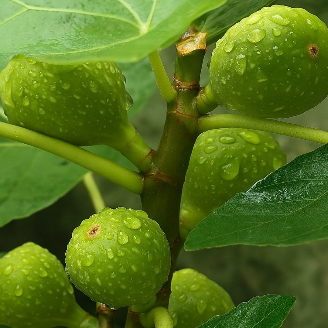 p&eacute; de figo branco com frutos grandes