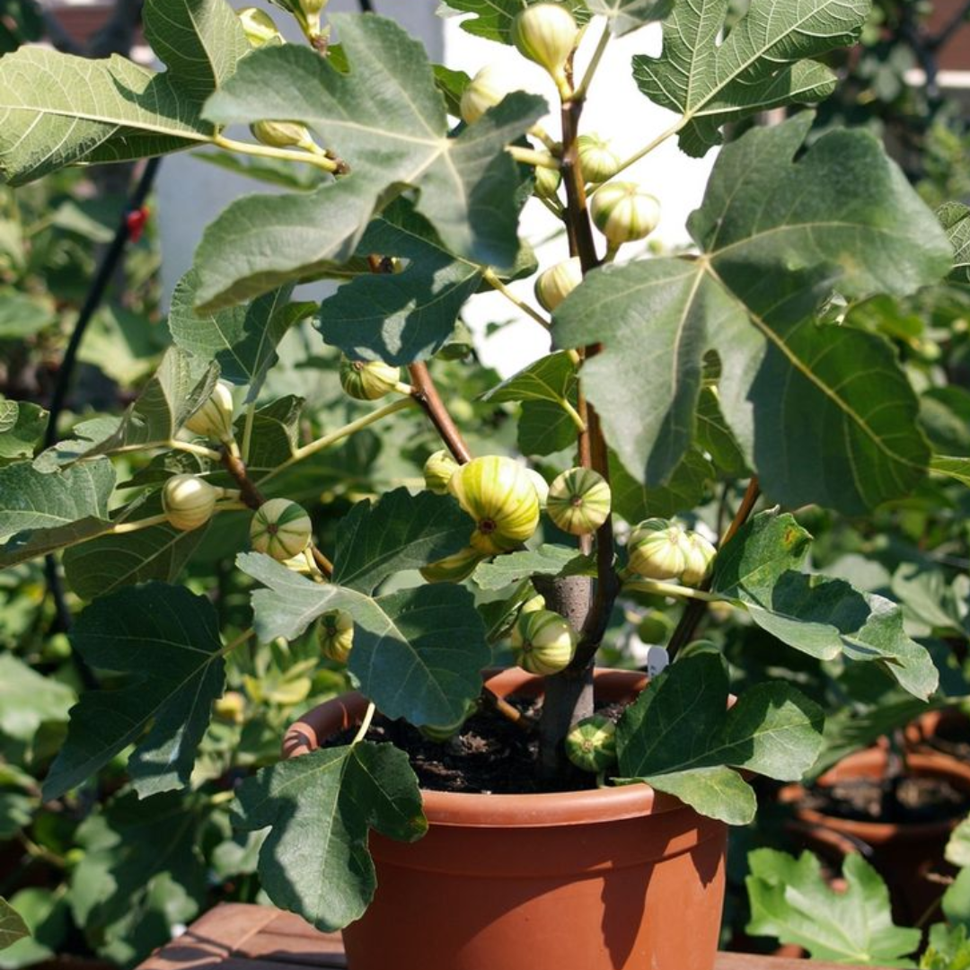 Figueira Branca Plantada em Quintal figo branco ideal para vaso ou quintal