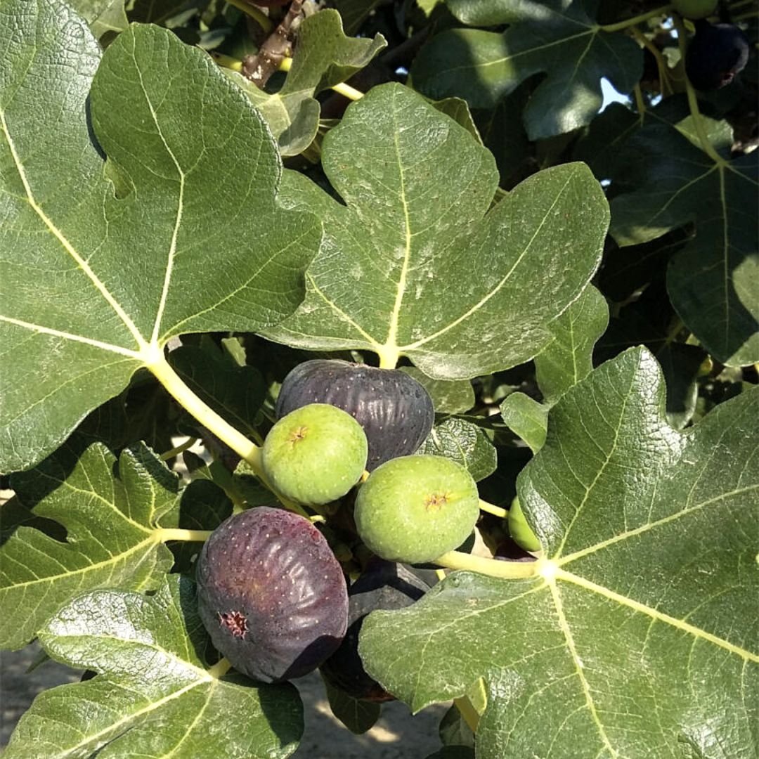 p&eacute; de figo negro raro com frutos grandes e saborosos