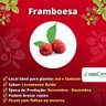 Framboesa