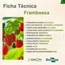Ficha Técnica Framboesa