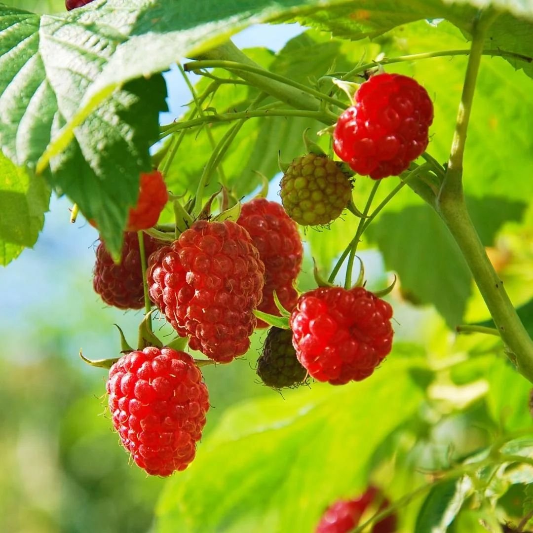 p&eacute; de framboesa com frutos grandes