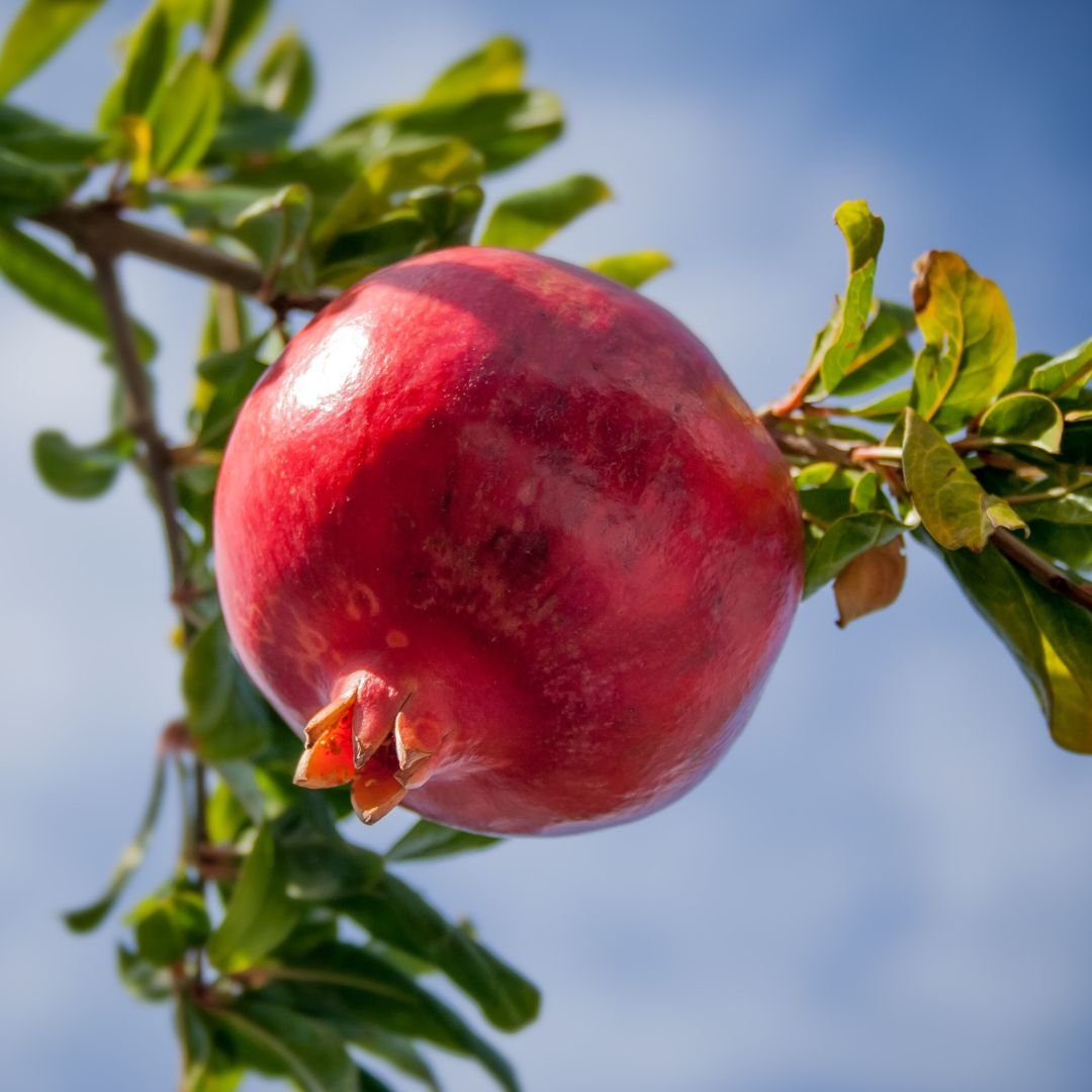 muda de rom&atilde; gigante com frutos enormes