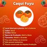 Caqui Fuyu