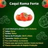 Caqui Rama Forte