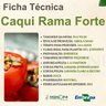 Ficha Técnica Caqui Rama Forte